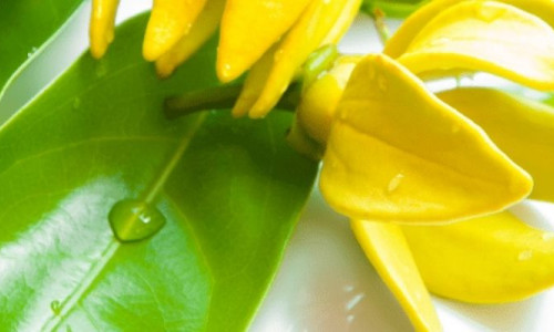 YLANG YLANG YAĞI NASIL KULLANILIR?